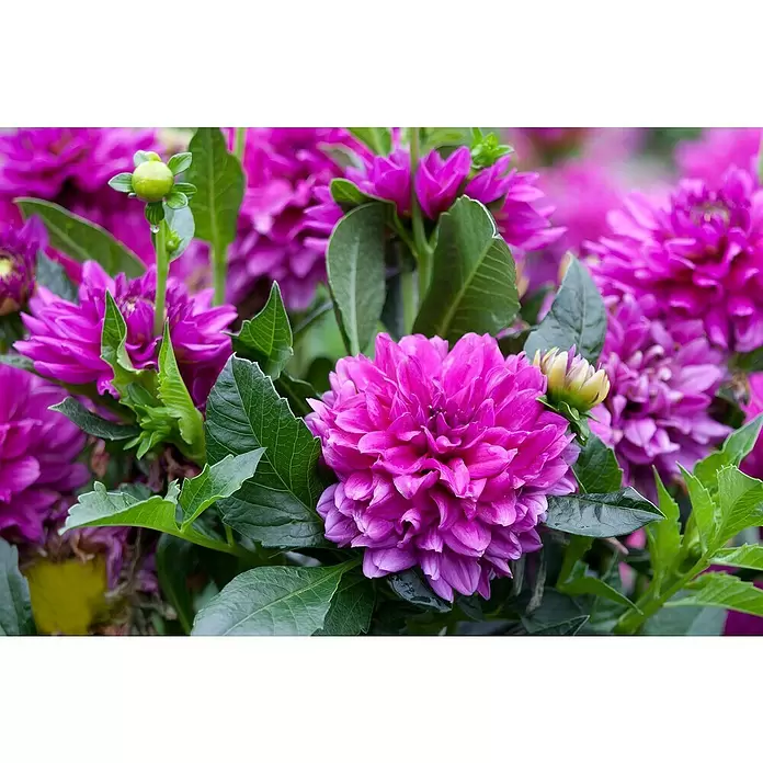 Piardino Dahlie - Dahlia Hybride, Topfvolumen: 5 l - Detailaufnahme