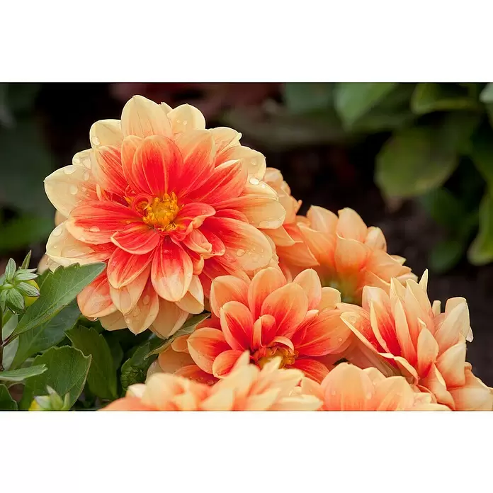 Piardino Dahlie - Dahlia Hybride, Topfvolumen: 5 l - Detailaufnahme