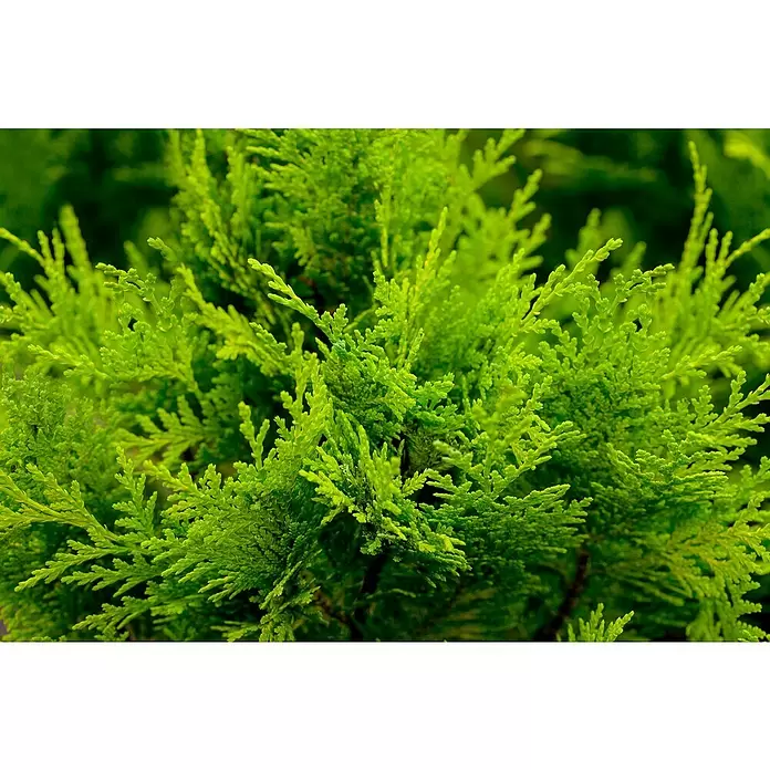 Piardino Gelbe Scheinzypresse - Chamaecyparis lawsoniana 'Stardust', Topfgröße: 21 cm - Detailaufnahme