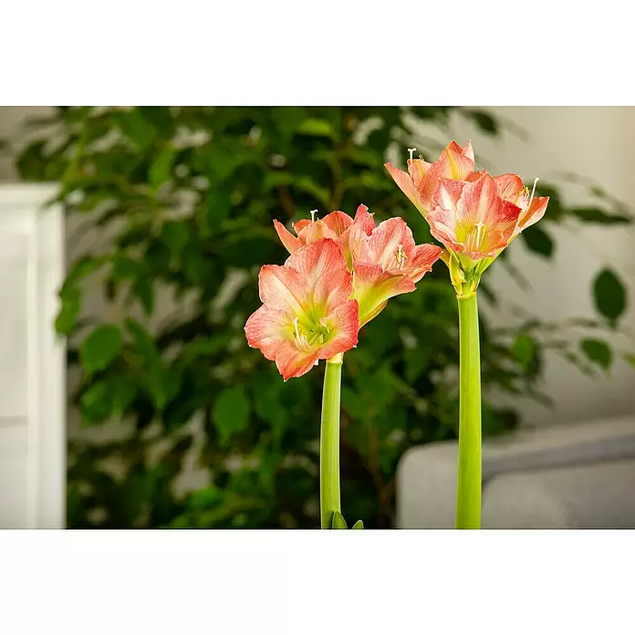 Piardino Amaryllis - Hippeastrum, Topfgröße: 14 cm, Rot/Weiß - Stimmungsaufnahme