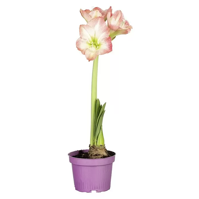 Piardino Amaryllis - Hippeastrum, Topfgröße: 14 cm, Rot/Weiß - Vorderansicht