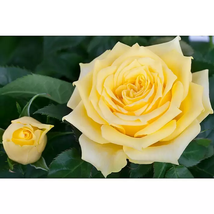 Piardino Topfrose - Rosa Hybride, Gelb - Detailaufnahme
