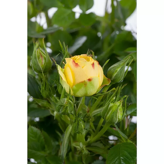 Piardino Topfrose - Rosa Hybride, Gelb - Detailaufnahme