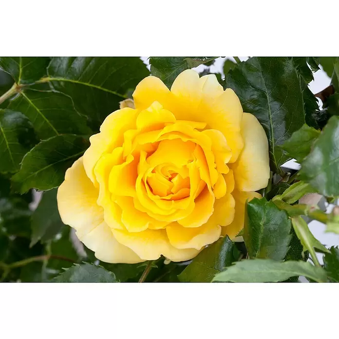 Piardino Topfrose - Rosa Hybride, Gelb - Detailaufnahme