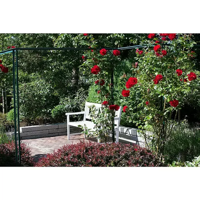 Piardino Topfrose - Rosa Hybride, Rot - Stimmungsaufnahme