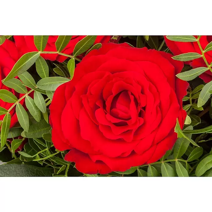 Piardino Topfrose - Rosa Hybride, Rot - Detailaufnahme