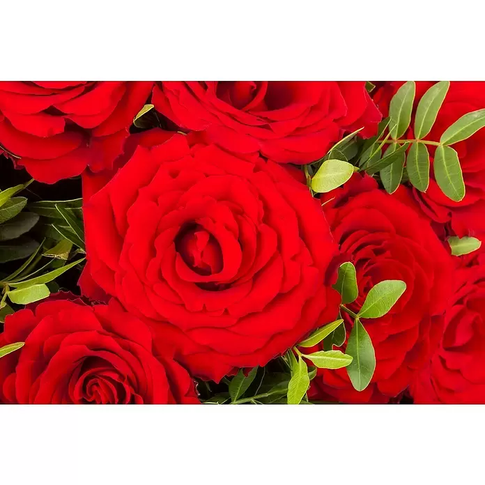 Piardino Topfrose - Rosa Hybride, Rot - Detailaufnahme