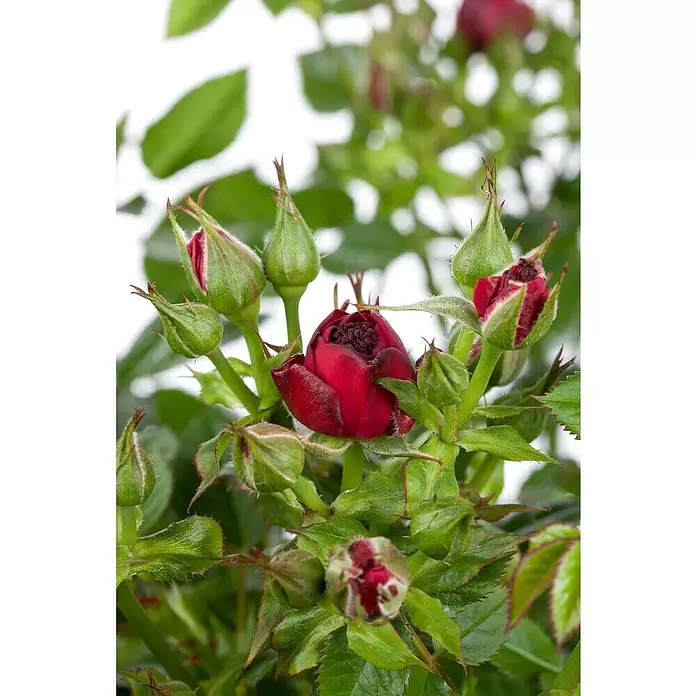 Piardino Topfrose - Rosa Hybride, Rot - Detailaufnahme