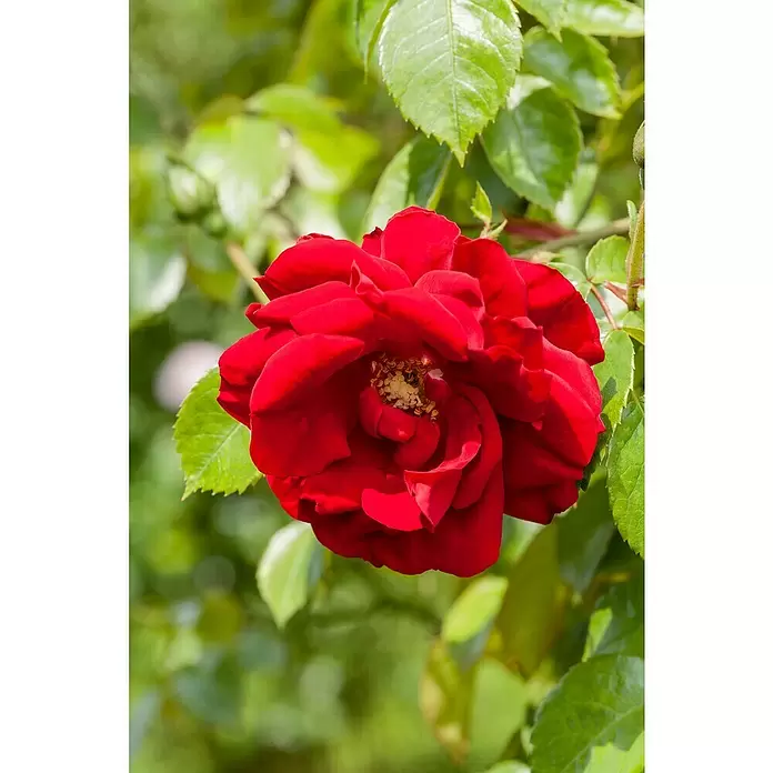 Piardino Topfrose - Rosa Hybride, Rot - Detailaufnahme