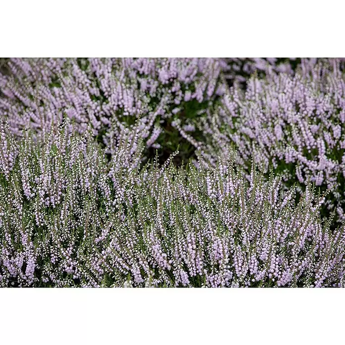 Piardino Winterheide - Rosa - Detailaufnahme