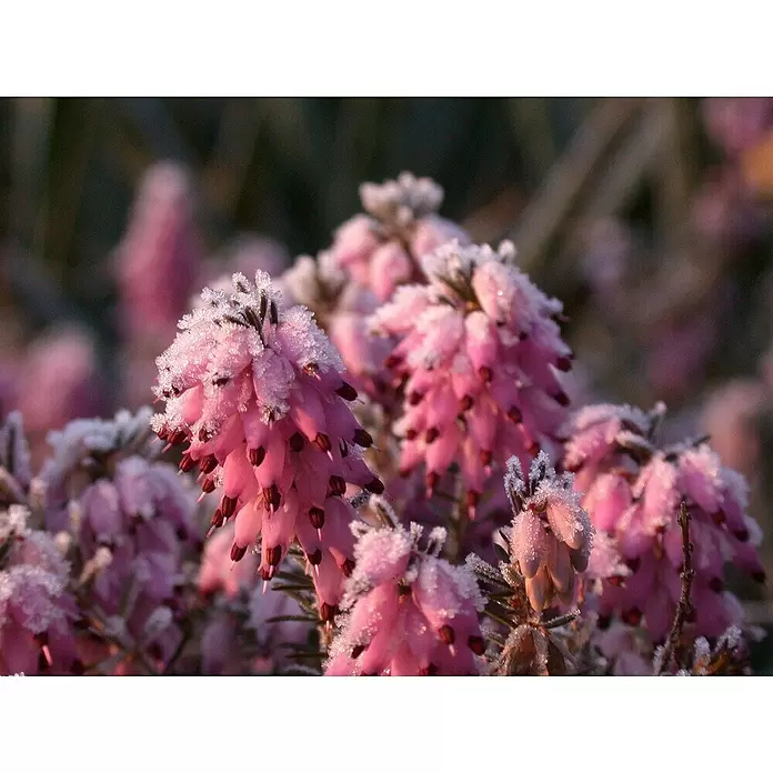 Piardino Winterheide - Rosa - Detailaufnahme