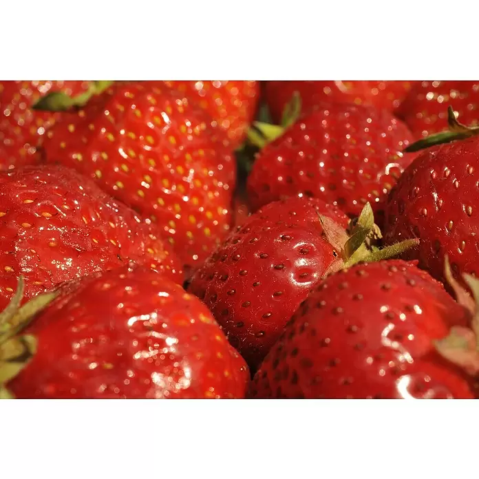 Piardino Erdbeere - Fragaria x ananassa 'Senga®-Sengana®' - Detailaufnahme