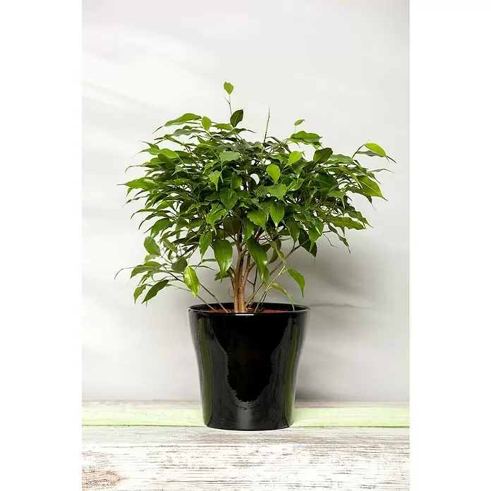 Piardino Ficus de Indias - Ficus benjamina, Tamaño de maceta: 14 cm - Foto ambiente