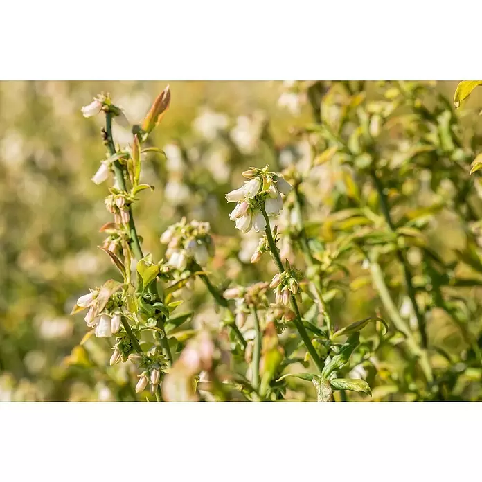 Piardino Heidelbeere - Vaccinium corymbosum 'Hortblue Petite', Topfvolumen: 3 l, Erntezeit: Juli - August - Detailaufnahme