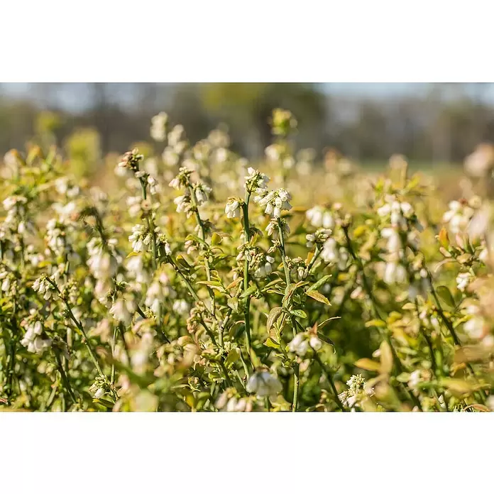 Piardino Heidelbeere - Vaccinium corymbosum 'Hortblue Petite', Topfvolumen: 3 l, Erntezeit: Juli - August - Detailaufnahme