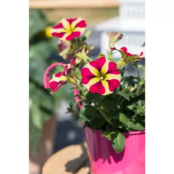 Piardino Petunie - Petunia 'Amore', Topfgröße: 12 cm, Sortenabhängig - Stimmungsaufnahme