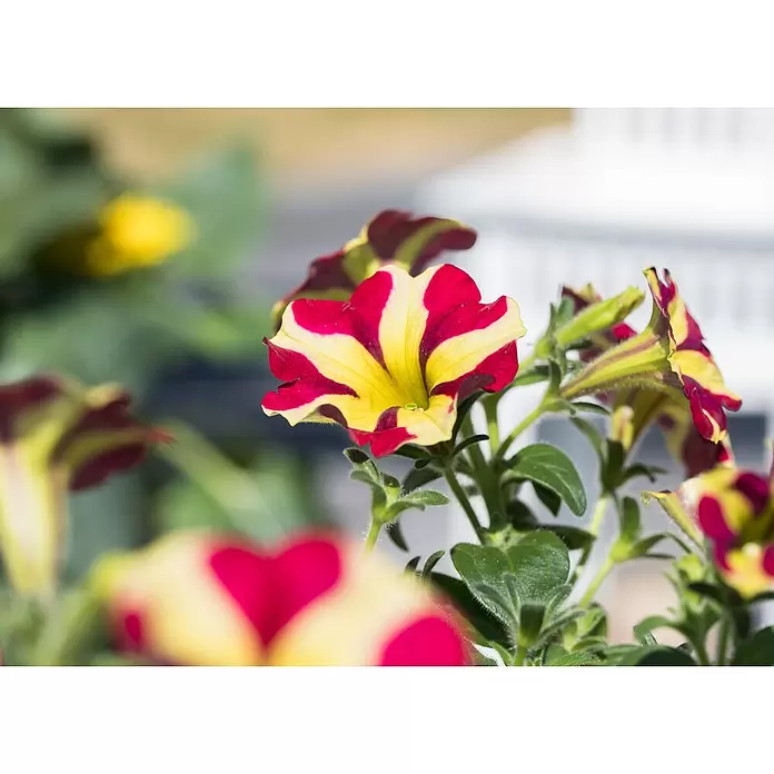 Piardino Petunie - Petunia 'Amore', Topfgröße: 12 cm, Sortenabhängig - Detailaufnahme