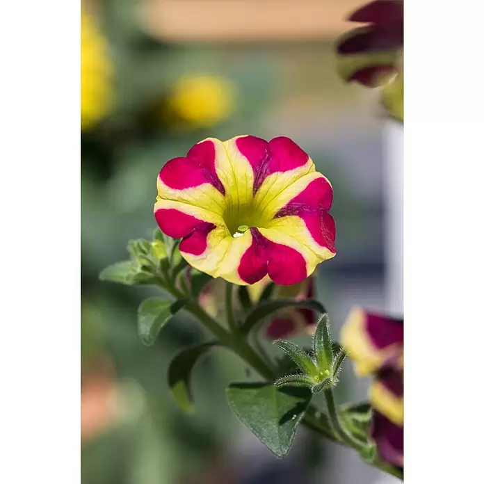 Piardino Petunie - Petunia 'Amore', Topfgröße: 12 cm, Sortenabhängig - Detailaufnahme