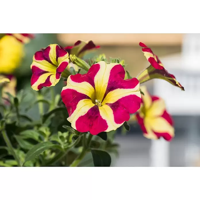 Piardino Petunie - Petunia 'Amore', Topfgröße: 12 cm, Sortenabhängig - Detailaufnahme