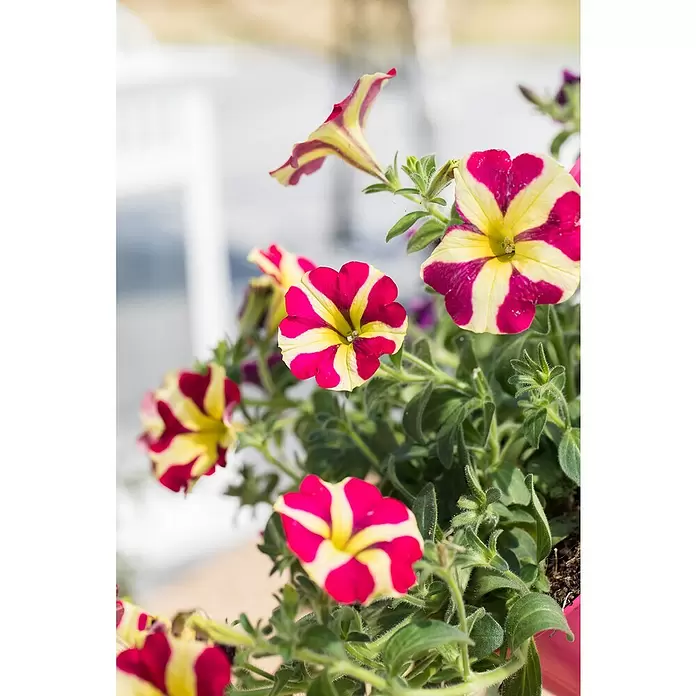 Piardino Petunie - Petunia 'Amore', Topfgröße: 12 cm, Sortenabhängig - Detailaufnahme