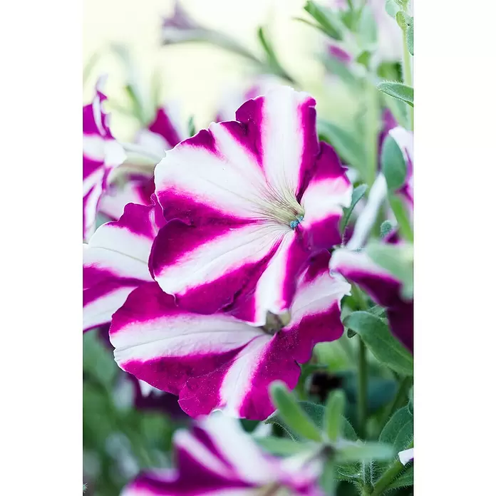 Piardino Petunie - Petunia 'Amore', Topfgröße: 12 cm, Sortenabhängig - Detailaufnahme