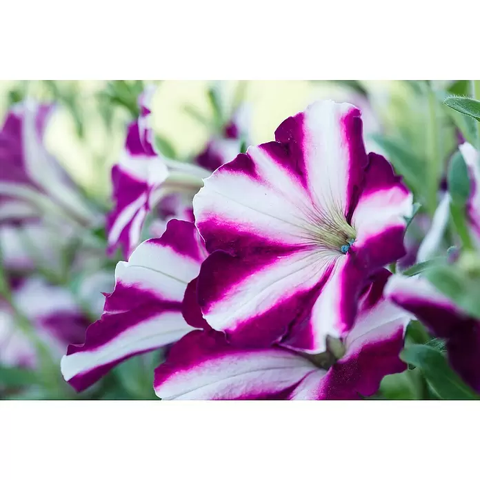 Piardino Petunie - Petunia 'Amore', Topfgröße: 12 cm, Sortenabhängig - Detailaufnahme