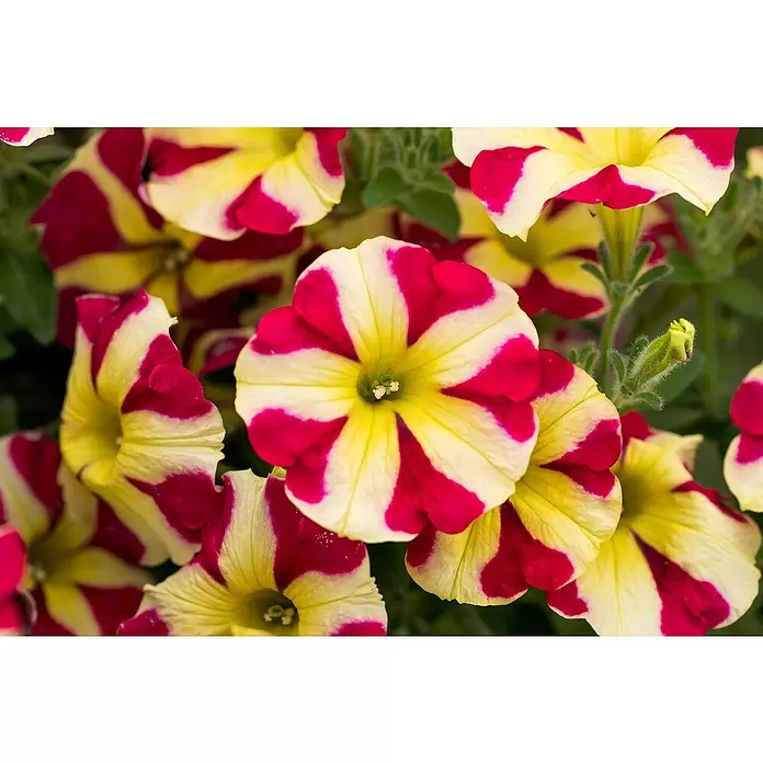 Piardino Petunie - Petunia 'Amore', Topfgröße: 12 cm, Sortenabhängig - Detailaufnahme