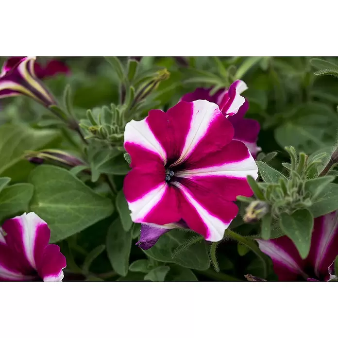 Piardino Petunie - Petunia 'Amore', Topfgröße: 12 cm, Sortenabhängig - Detailaufnahme