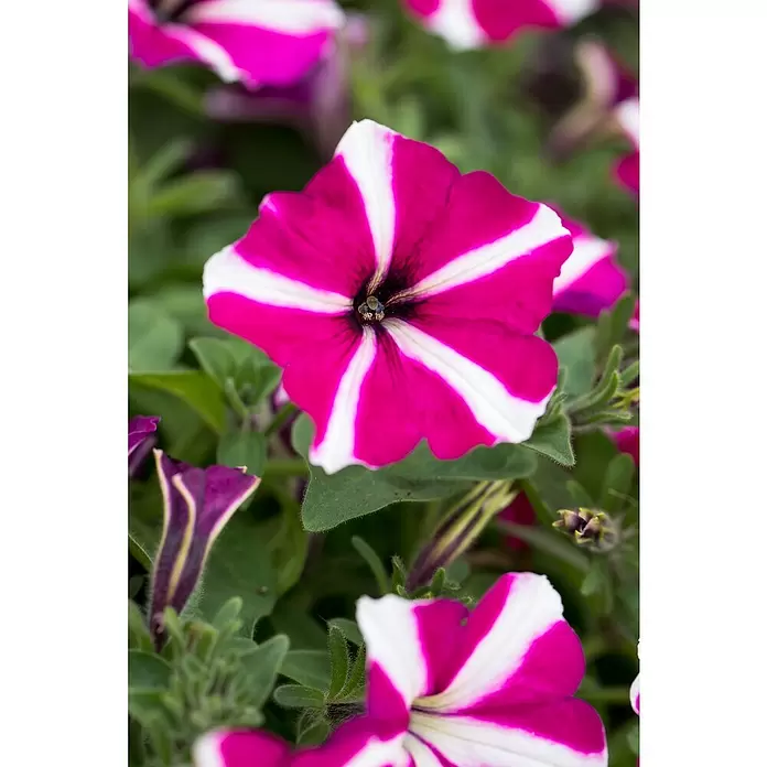 Piardino Petunie - Petunia 'Amore', Topfgröße: 12 cm, Sortenabhängig - Detailaufnahme