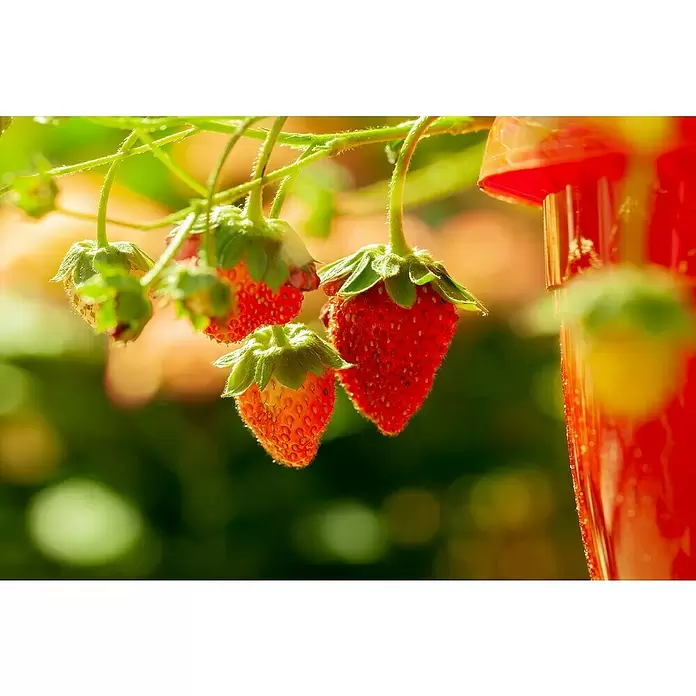 Piardino Erdbeere - Fragaria vesca var. semperflorens 'Elsanta'® - Detailaufnahme
