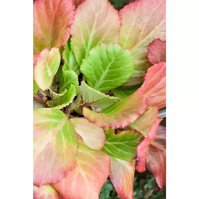 Piardino Bergenie - Bergenia cordifolia, Rosa, 14 cm - Detailaufnahme