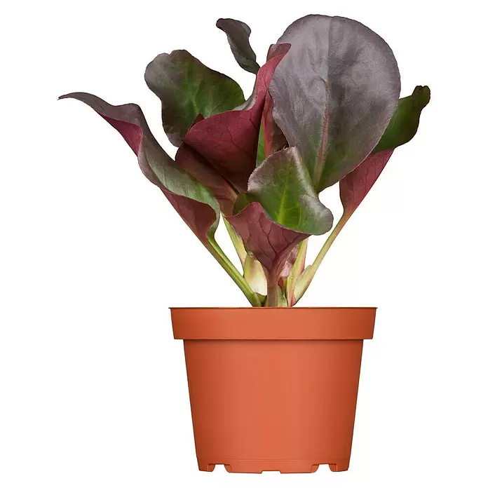 Piardino Bergenie - Bergenia cordifolia, Rosa, 14 cm - Vorderansicht