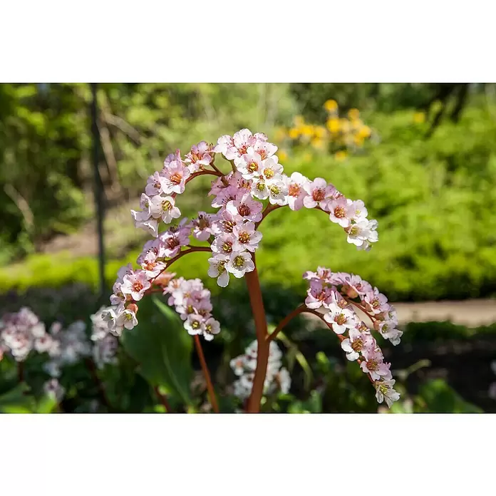 Piardino Bergenie - Bergenia cordifolia, Rosa, 14 cm - Detailaufnahme