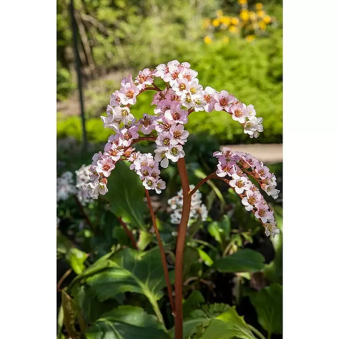 Piardino Bergenie - Bergenia cordifolia, Rosa, 14 cm - Detailaufnahme