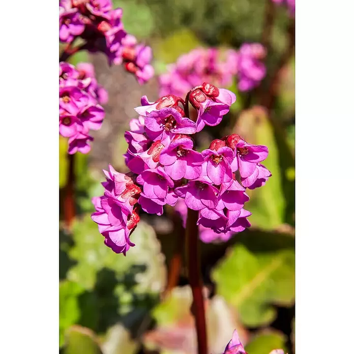 Piardino Bergenie - Bergenia cordifolia, Rosa, 14 cm - Detailaufnahme