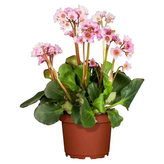 Piardino Bergenie - Bergenia cordifolia, Rosa, 14 cm - Vorderansicht