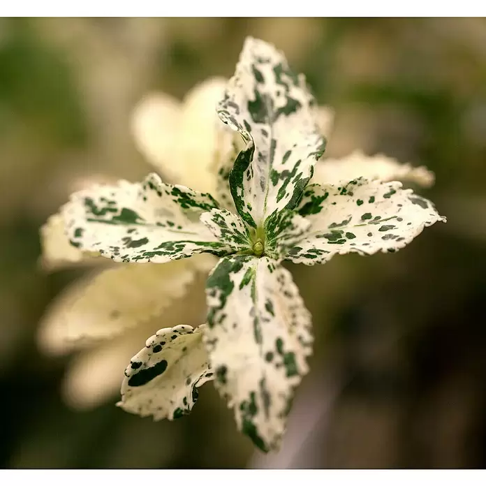 Piardino Spindelstrauch - Euonymus fortunei Harlequin, Weißbunt - Detailaufnahme