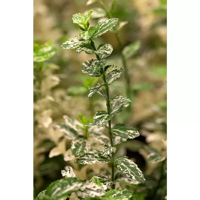 Piardino Spindelstrauch - Euonymus fortunei Harlequin, Weißbunt - Detailaufnahme