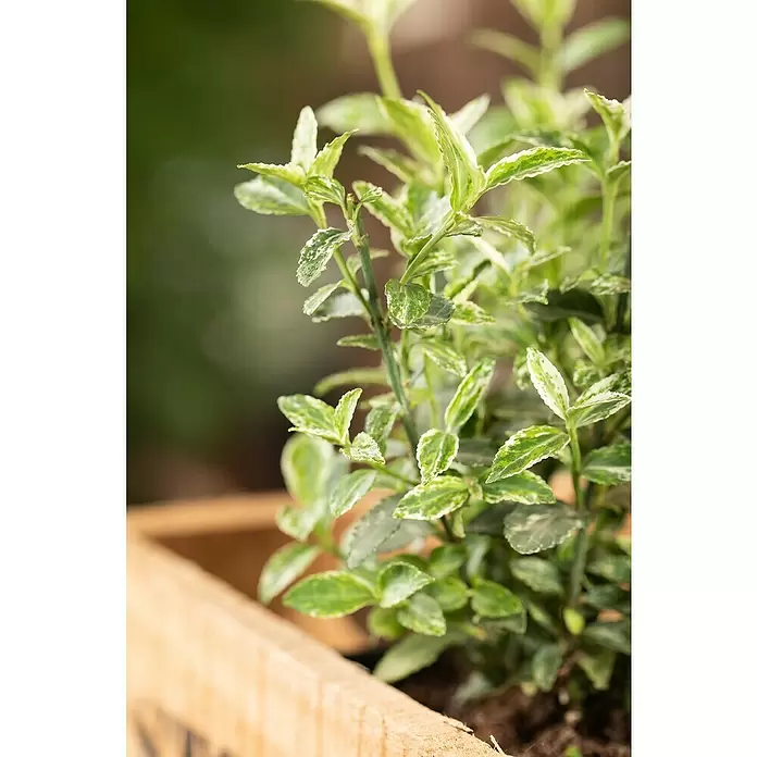 Piardino Spindelstrauch - Euonymus fortunei Harlequin, Weißbunt - Detailaufnahme