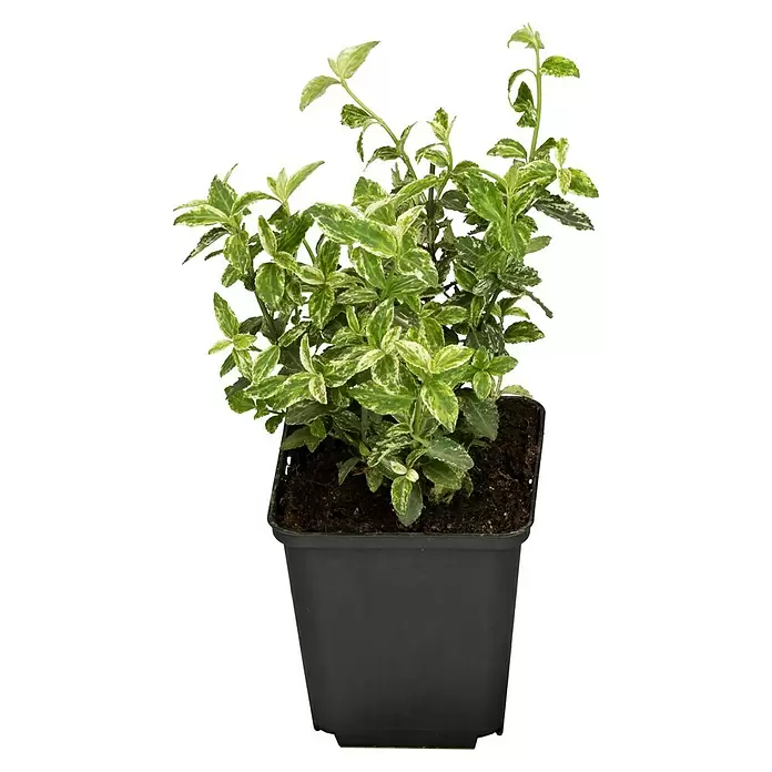 Piardino Spindelstrauch - Euonymus fortunei Harlequin, Weißbunt - Vorderansicht