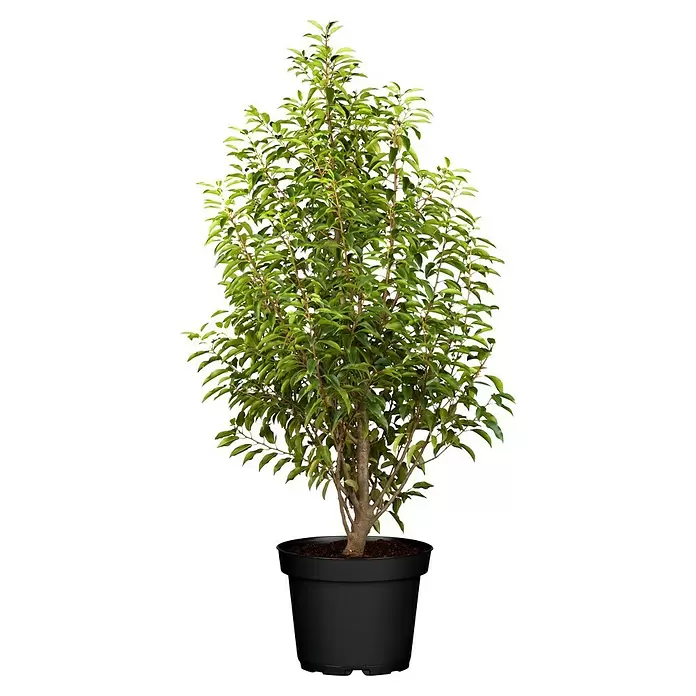 Piardino Portugiesische Lorbeerkirsche - Prunus lusitanica 'Angustifolia', Topfgröße: 19 cm, Aktuelle Wuchshöhe: 30 cm - 40 cm - Vorderansicht