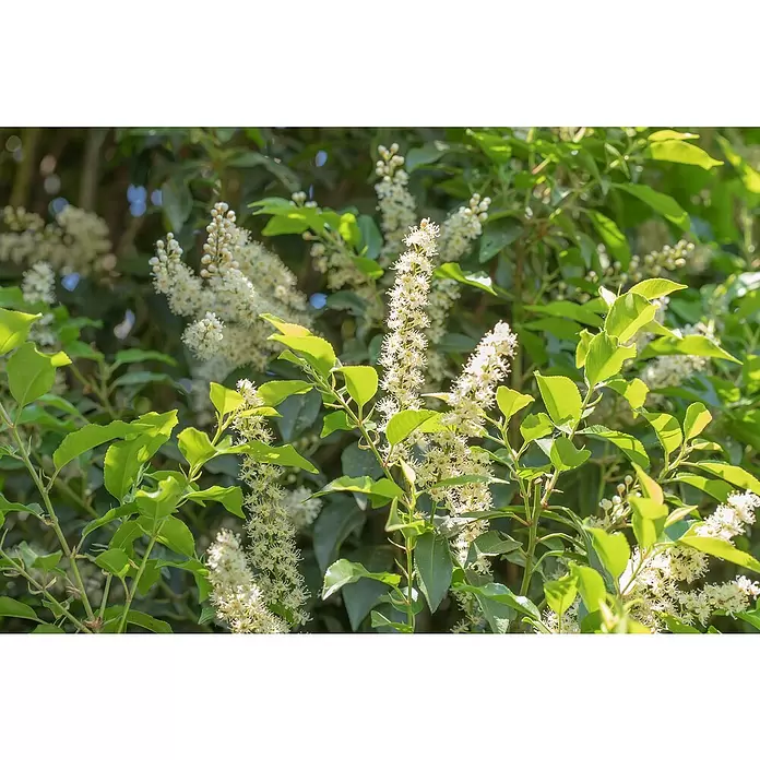 Piardino Portugiesische Lorbeerkirsche - Prunus lusitanica 'Angustifolia', Topfgröße: 19 cm, Aktuelle Wuchshöhe: 30 cm - 40 cm - Detailaufnahme
