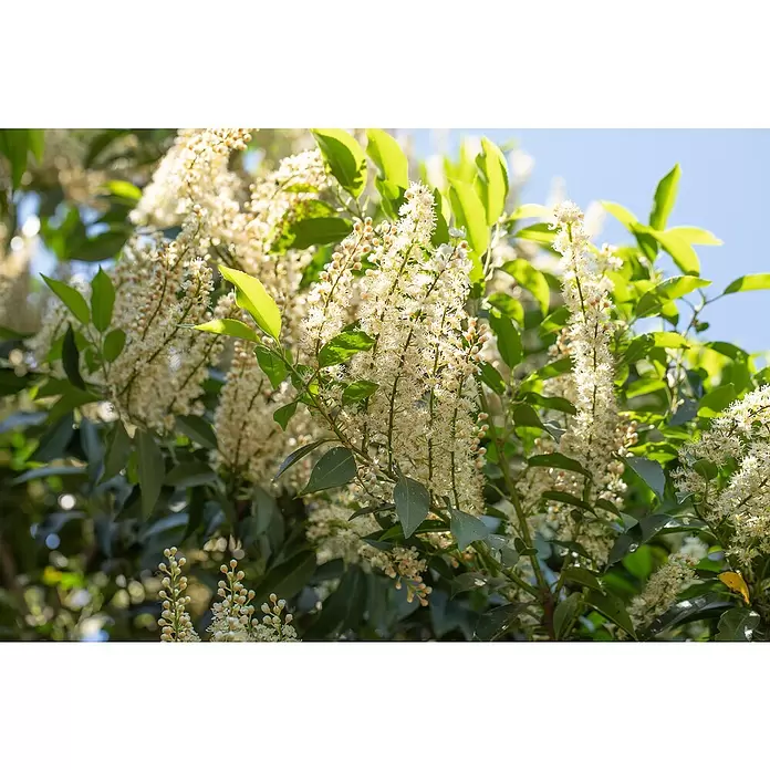 Piardino Portugiesische Lorbeerkirsche - Prunus lusitanica 'Angustifolia', Topfgröße: 19 cm, Aktuelle Wuchshöhe: 30 cm - 40 cm - Detailaufnahme