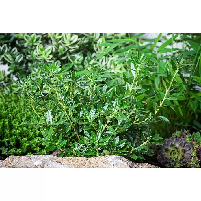Piardino Zwergrhododendron 'Bloombux' ® - Rhododenron Bloombux, Topfgröße: 10 cm, Rosa - Detailaufnahme