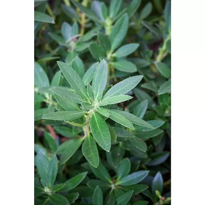 Piardino Zwergrhododendron 'Bloombux' ® - Rhododenron Bloombux, Topfgröße: 10 cm, Rosa - Detailaufnahme