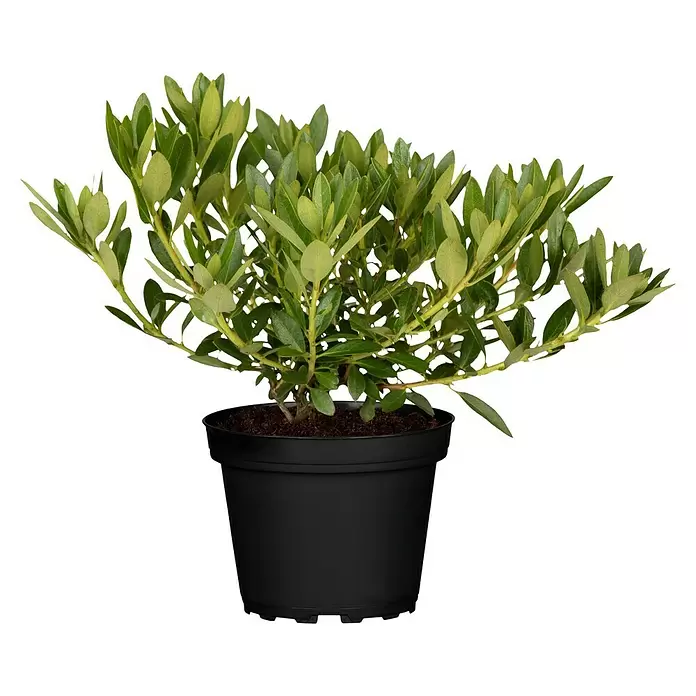 Piardino Zwergrhododendron 'Bloombux' ® - Rhododenron Bloombux, Topfgröße: 10 cm, Rosa - Vorderansicht