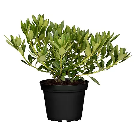 Piardino  Zwergrhododendron 'Bloombux' ®