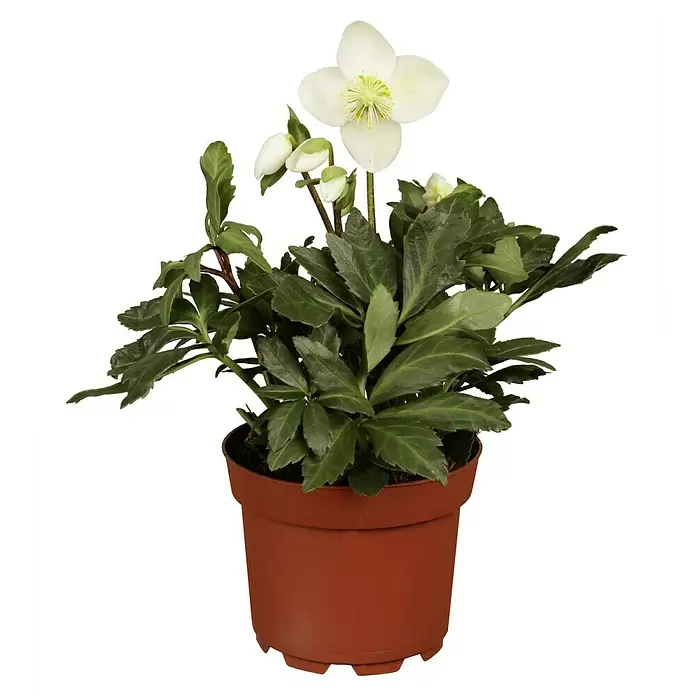 Piardino Christrose - Helleborus niger, Topfgröße: 25 cm - Vorderansicht