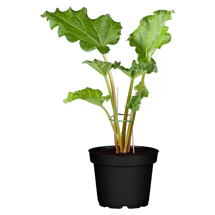 Blu Bio Rhabarber - Rheum rharbarbarum, 12 - Vorderansicht