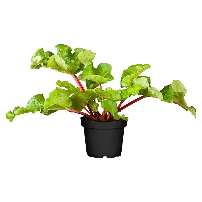 Blu Bio Rhabarber - Rheum rharbarbarum, 12 - Vorderansicht